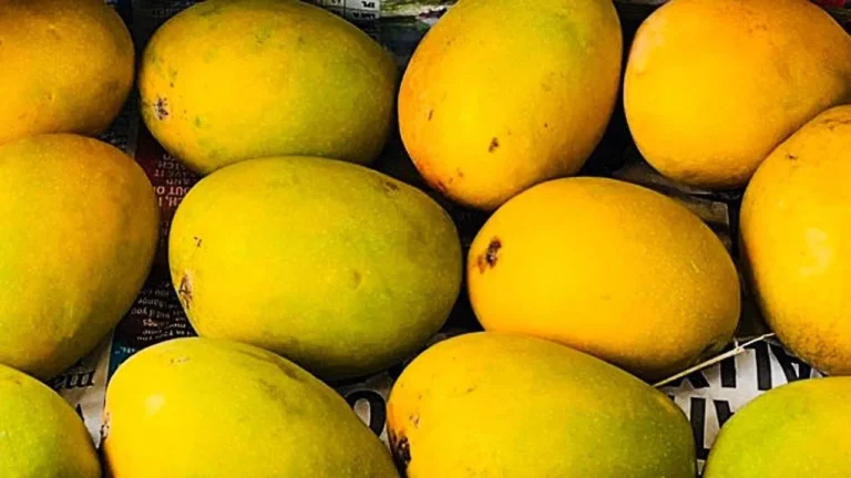 Alphonso-mango-maharashtra